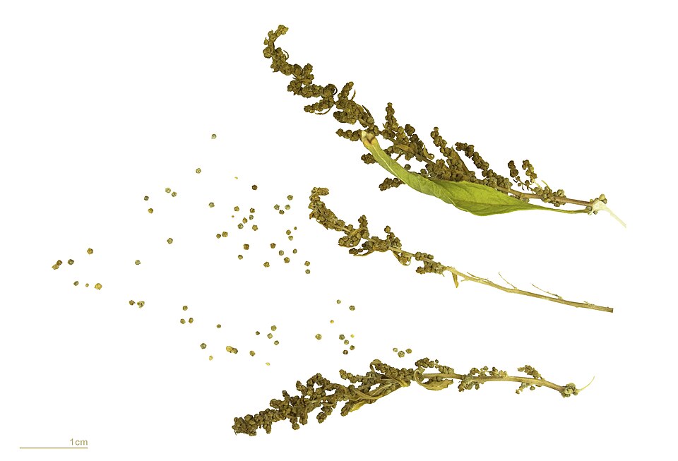 Tinh dầu Hạt giun (Chenopodium ambrosioides / Dysphania ambrosioides) — minh hoạ thực vật