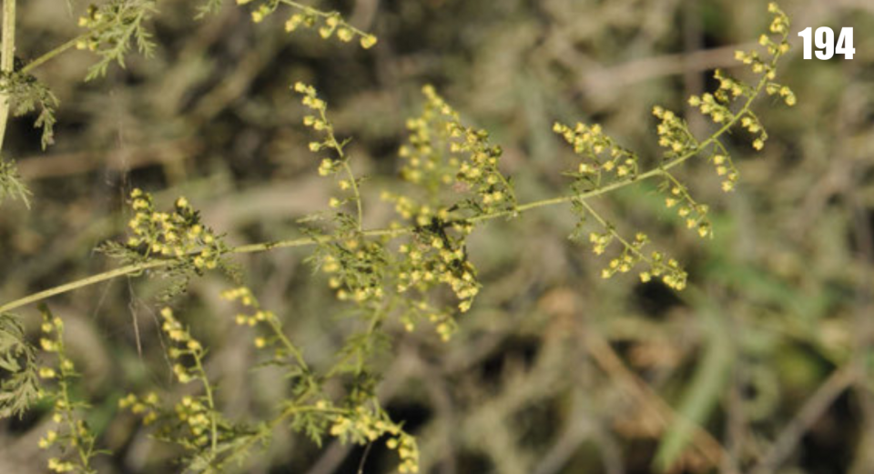 Tinh dầu Ngải đắng hằng năm (Thanh hao - Artemisia annua) (Artemisia annua) — minh hoạ thực vật