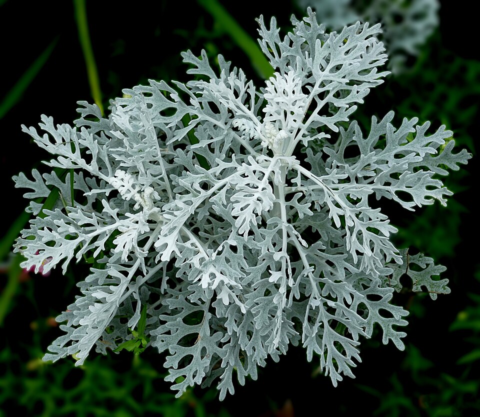 Tinh dầu Ngải biển (Artemisia maritima) — minh hoạ thực vật