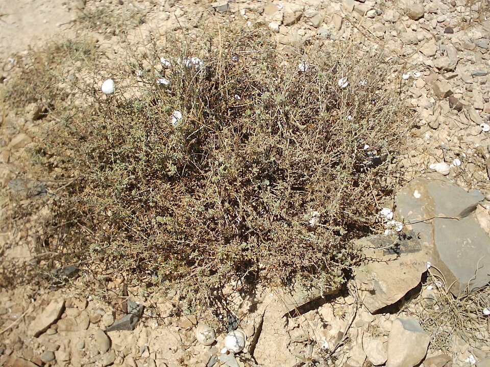 Tinh dầu Ngải trắng (Artemisia herba) — minh hoạ thực vật