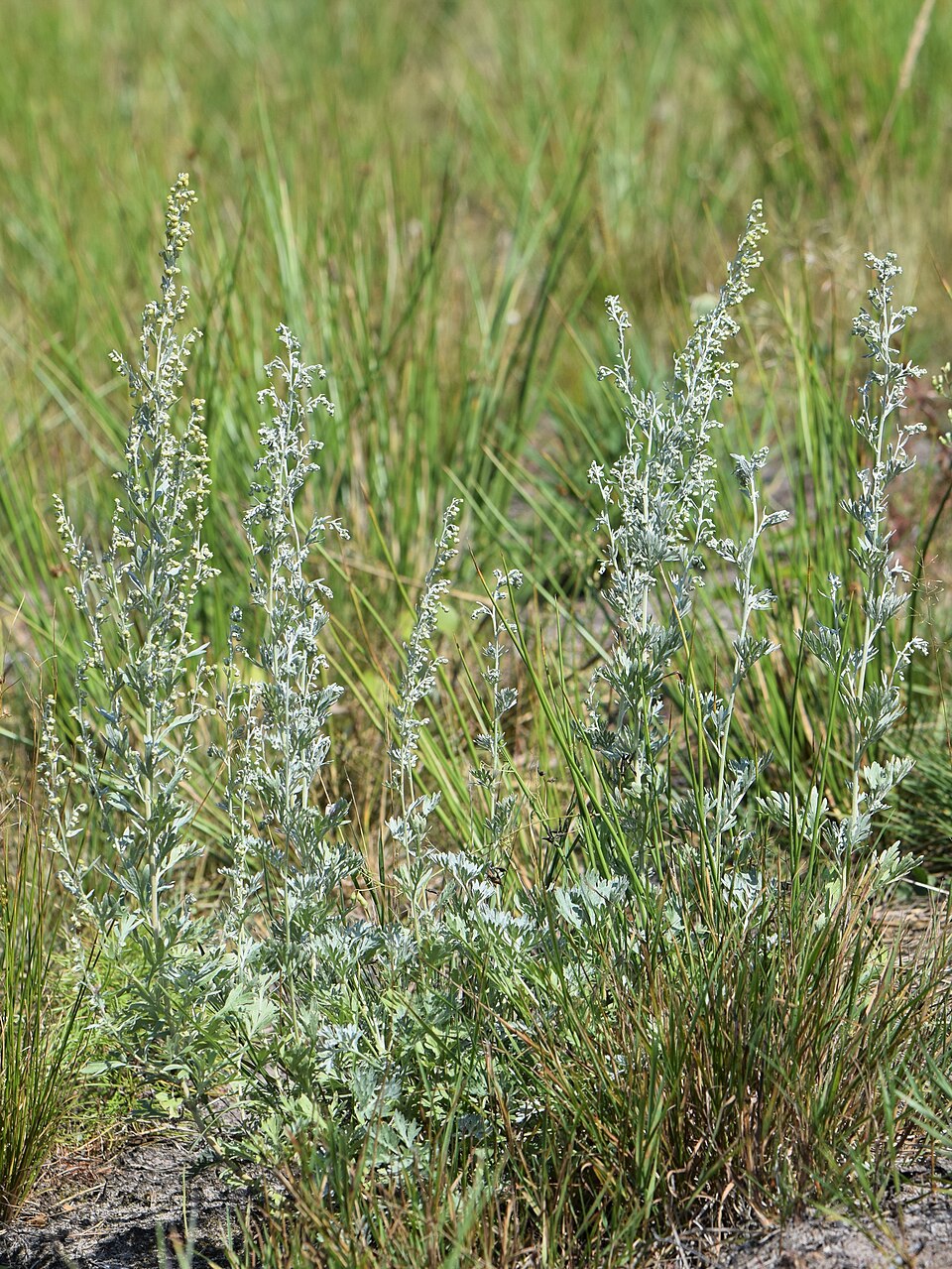 Tinh dầu Ngải đắng (Wormwood (Artemisia absinthium) — minh hoạ thực vật