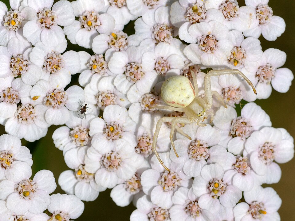 Tinh dầu Cỏ thi (Achillea millefolium) — minh hoạ thực vật