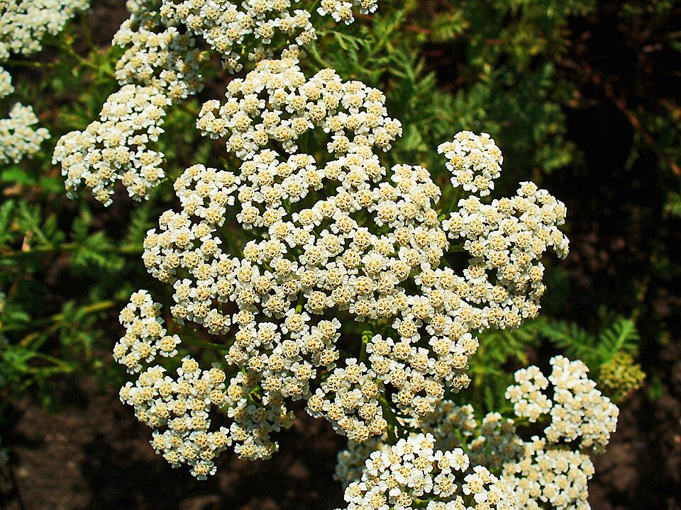 Tinh dầu Cỏ thi xanh (Achillea nobilis) — minh hoạ thực vật