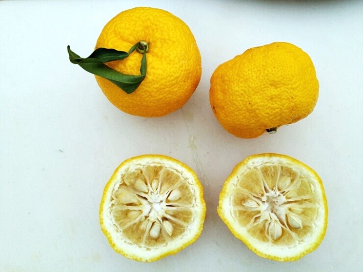 Tinh dầu Yuzu (Citrus junos) — minh hoạ thực vật