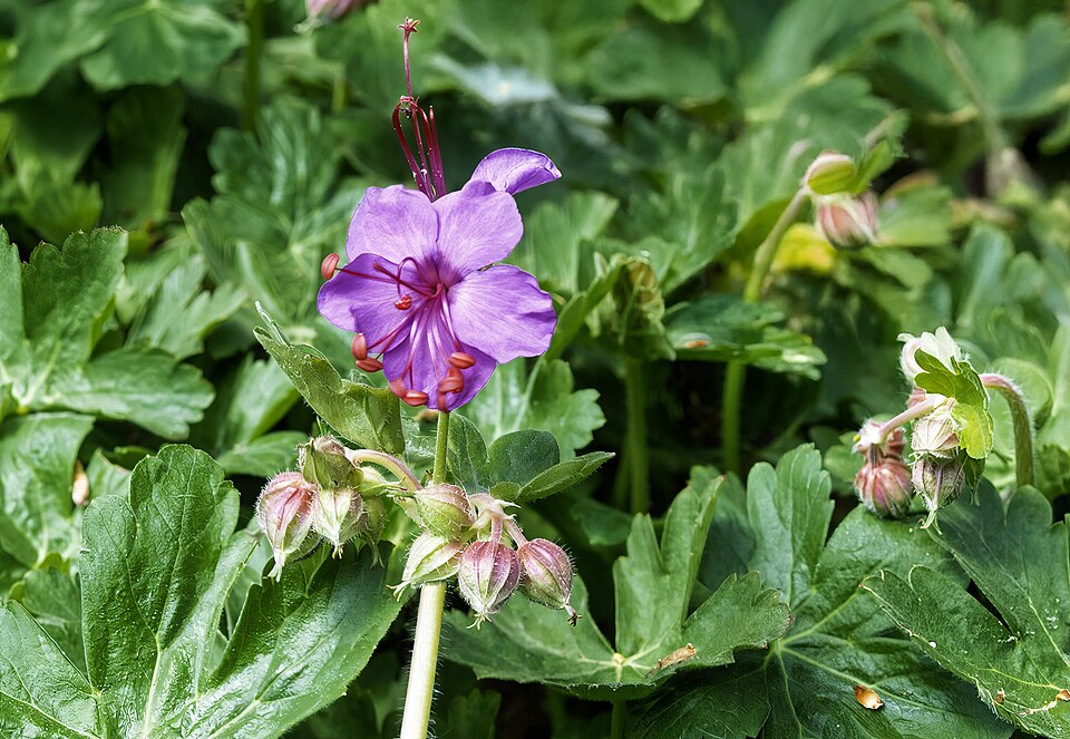 Tinh dầu Zdravetz (Geranium Bulgary) (Geranium macrorrhizum) — minh hoạ thực vật