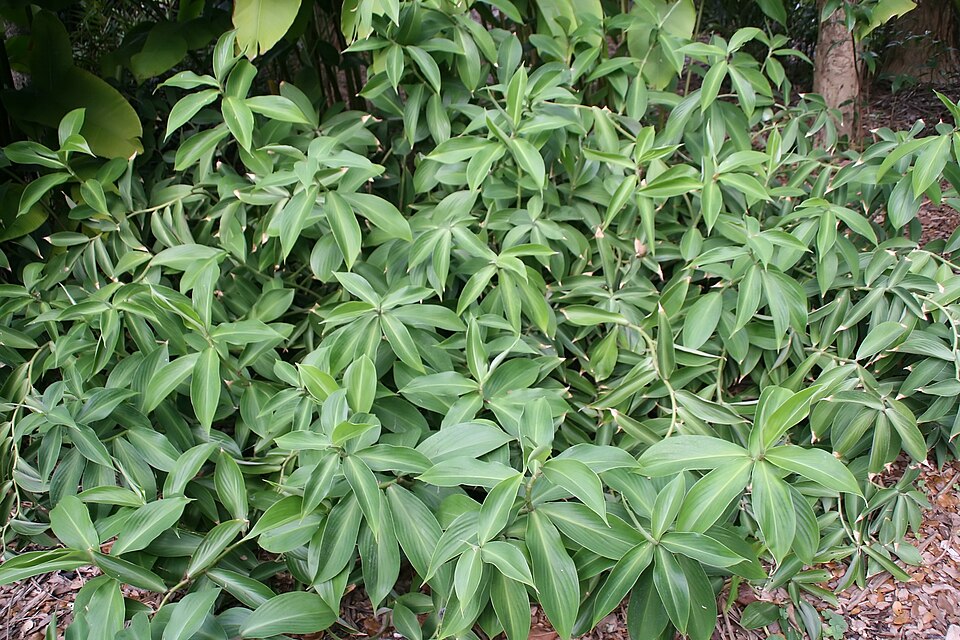 Tinh dầu Nghệ đen (Curcuma zedoaria) — minh hoạ thực vật